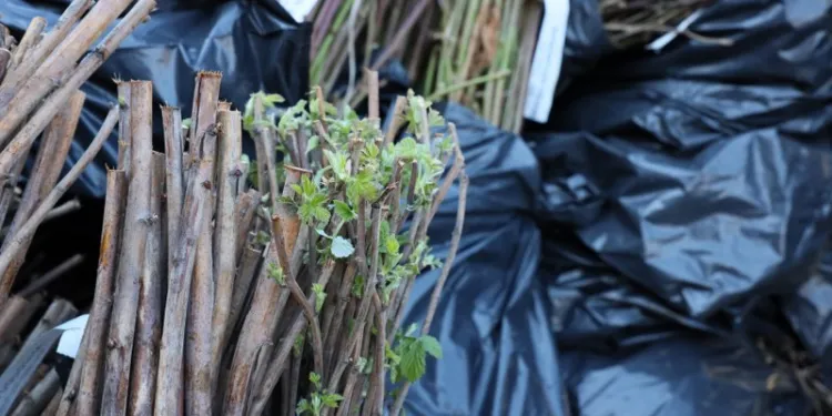 Fethiye ve Seydikemer’de Üzümsü Meyve Fidan Dağıtımı yapıldı